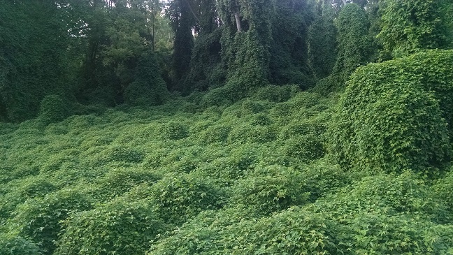 Boy Scout Preserve