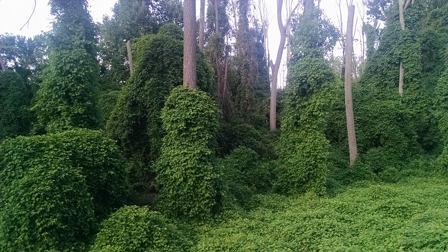 Boy Scout Preserve