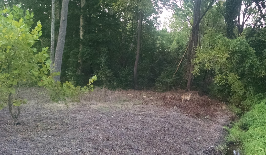 00-2018-09-01-BSPDeer-Sml.jpg